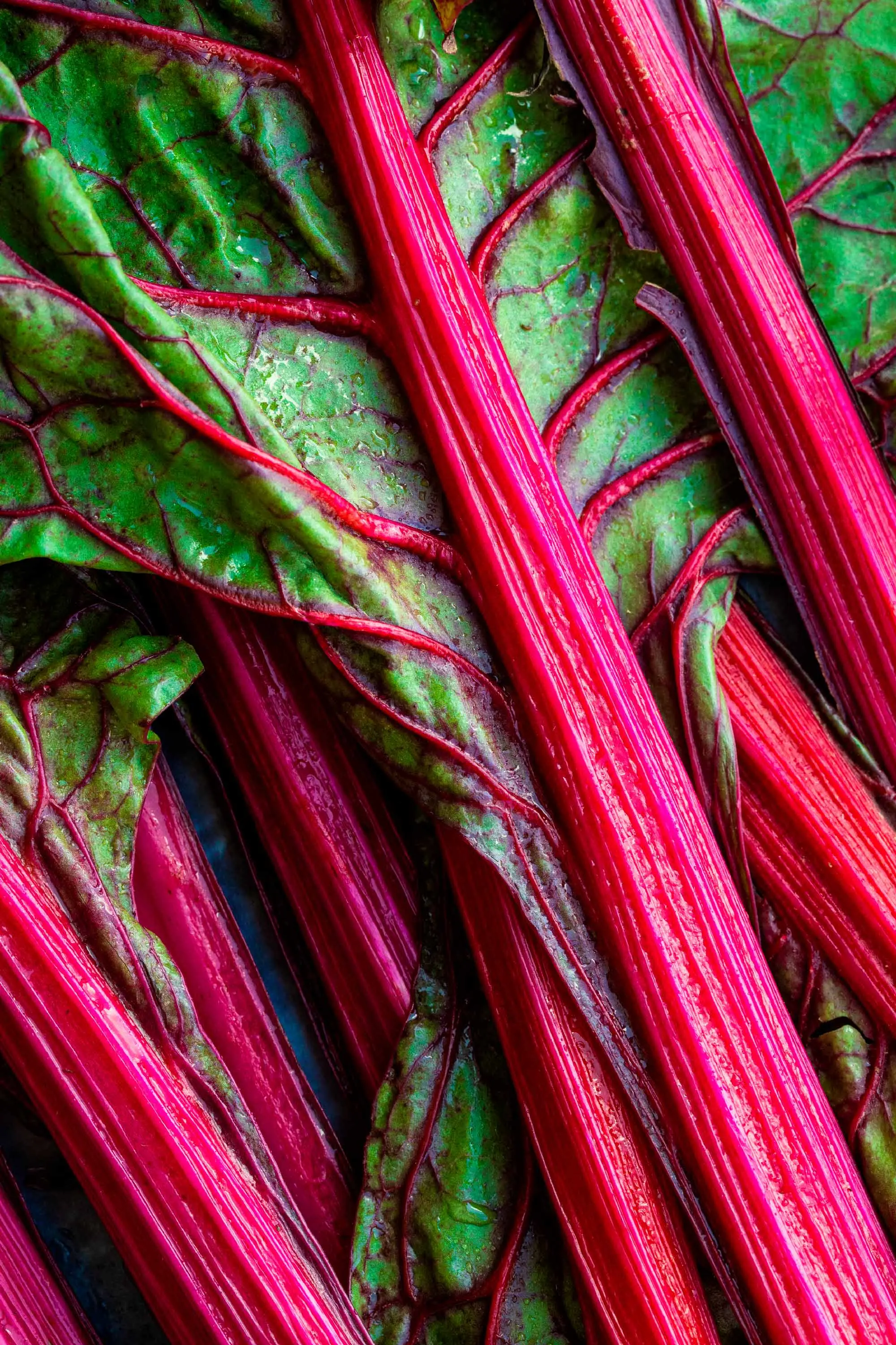 Rhubarbe